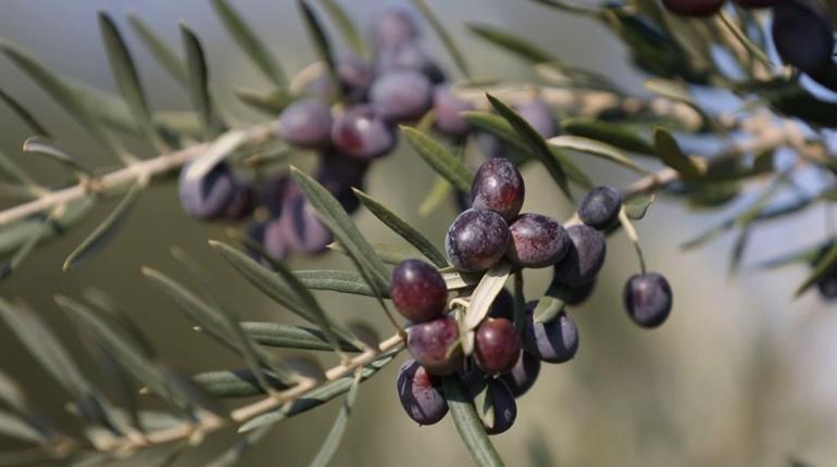 Gaziantep’te üretildi, dünyanın en iyisi seçildi Avrupa ülkeleri almak için sıraya girdi
