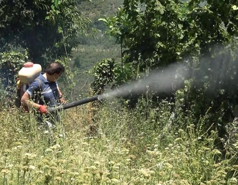 Samsunda köylülerin baş belası İlk kez barakada fark etti, kabusu yeni yöntemiyle bitirdi