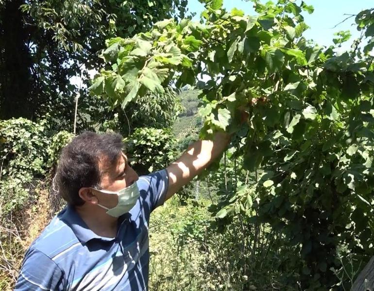 Samsunda köylülerin baş belası İlk kez barakada fark etti, kabusu yeni yöntemiyle bitirdi