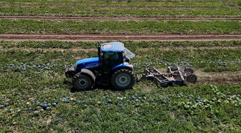 Türkiyenin üretim merkezi Adanada bollaştı Fiyatı 20 liradan 2.5 liraya düştü