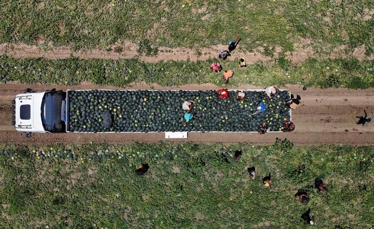 Türkiyenin üretim merkezi Adanada bollaştı Fiyatı 20 liradan 2.5 liraya düştü