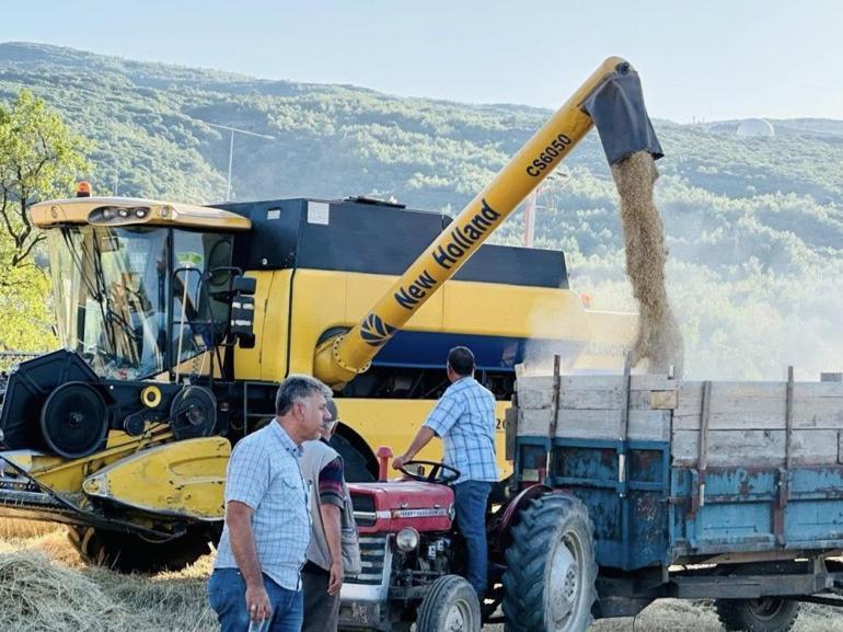 Muğlada bismillah deyip başladılar Hasat bitiyor, tonlarca toplanacak
