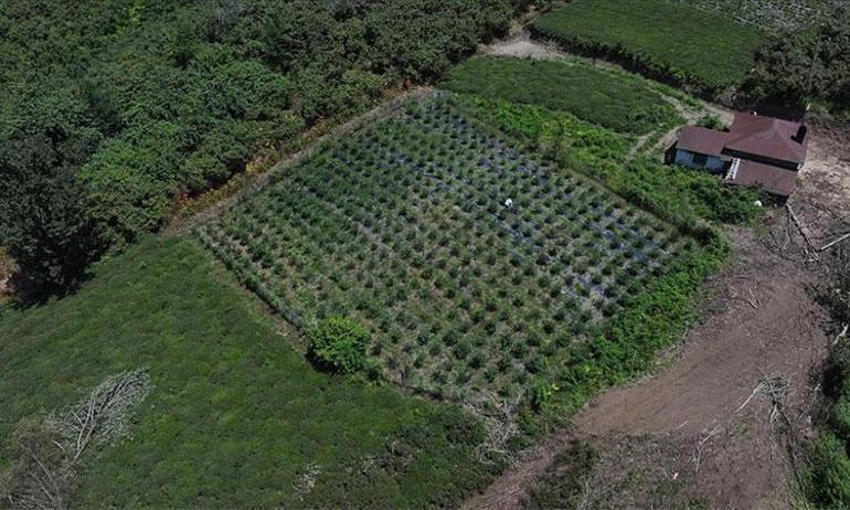 Trabzonlu girişimci deden kalma atıl araziyi üretim merkezine çevirdi 500 TLye satıyor