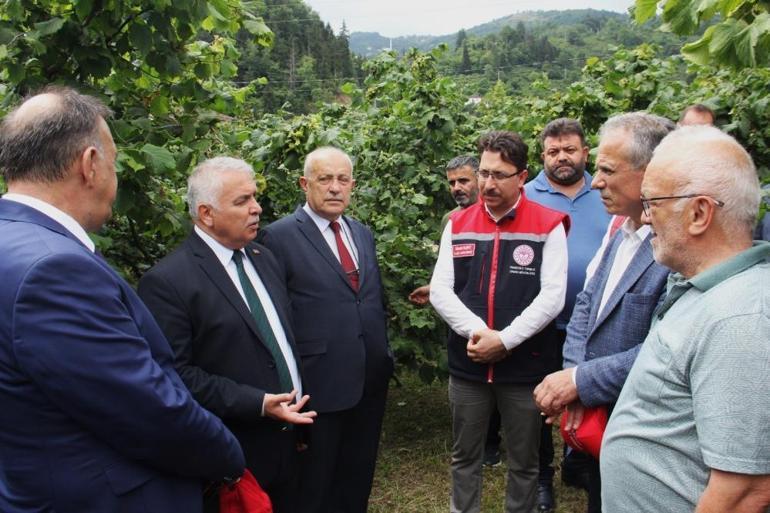 Trabzon Valisi dayanamadı, isyan etti: Fındık zamanı bir araya geliyorlar