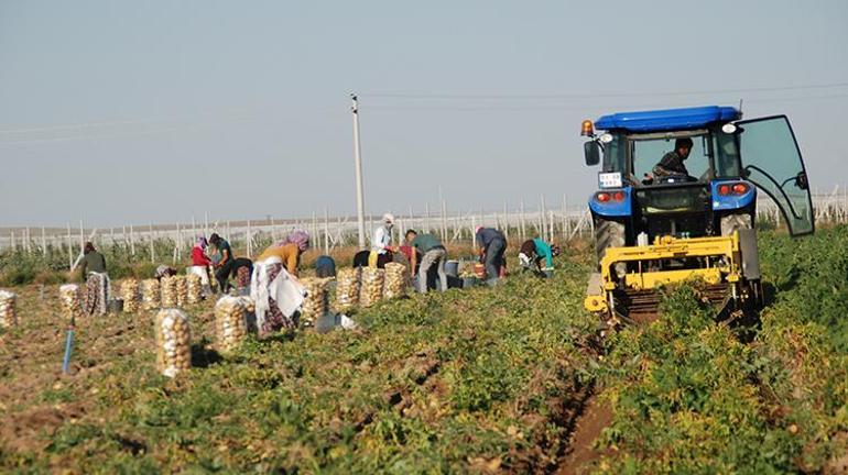 Türkiyenin patates deposu Niğdede hasat başladı: Çiftçinin yüzü gülüyor