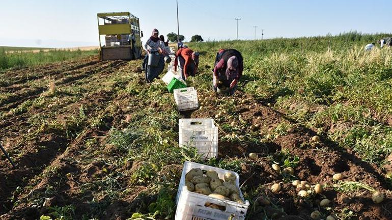 Türkiyenin patates deposu Niğdede hasat başladı: Çiftçinin yüzü gülüyor