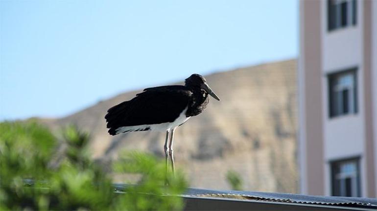 Malatyada vatandaşlar fark etti, Ekipler harekete geçti: Türkiyede nadir görülüyor