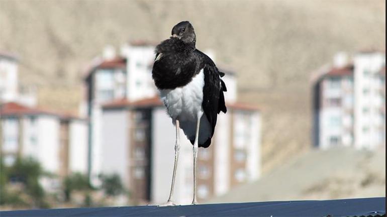 Malatyada vatandaşlar fark etti, Ekipler harekete geçti: Türkiyede nadir görülüyor