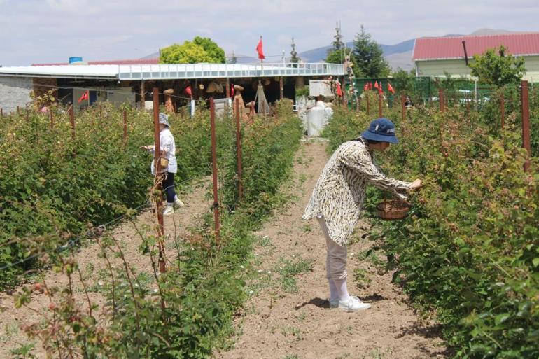 Kayseride hobi olarak başladı Boş arsaya yeni yöntemle dikti, siparişlere yetişemiyor