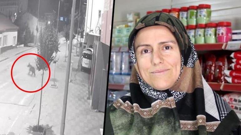 Antalyada aslan, Sivasta ayı Bende bir tedirginlik yok, karşı karşıya bile gelmek isterim