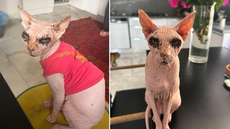Bulana 2 bin dolar ödül konuldu: Adanada kayıp kedi Odin için sevinç gözyaşları