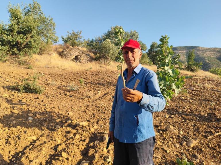 Siirtli çiftçiler ağaçlarını yeşil altına çevirmek için kolları sıvadı: Bu kritik aşılama süreci bölgeyi zenginleştiriyor