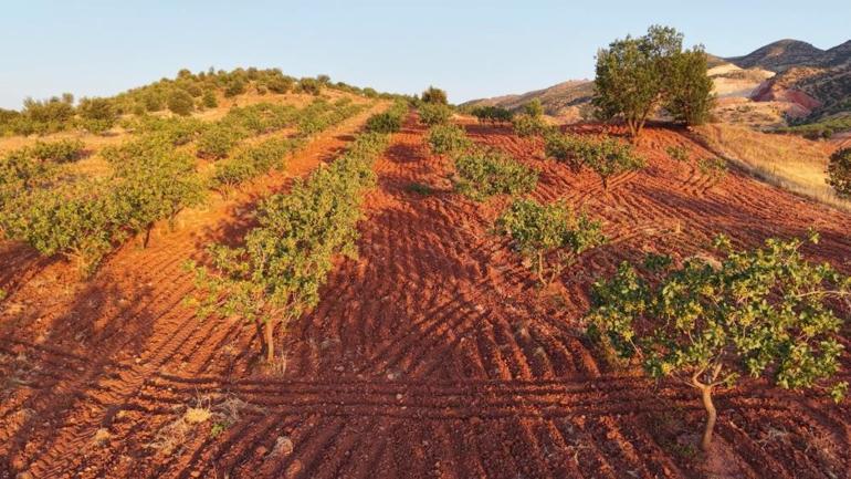 Siirtli çiftçiler ağaçlarını yeşil altına çevirmek için kolları sıvadı: Bu kritik aşılama süreci bölgeyi zenginleştiriyor