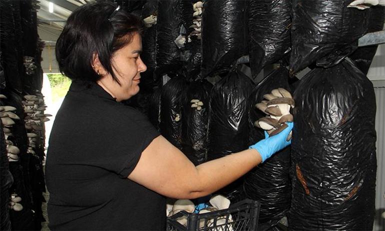 Sinoplu kadınlardan girişimcilik dersi İlk hasatta 7 ton ürün elde edince, piyasa fiyatlarını yarıya çektiler