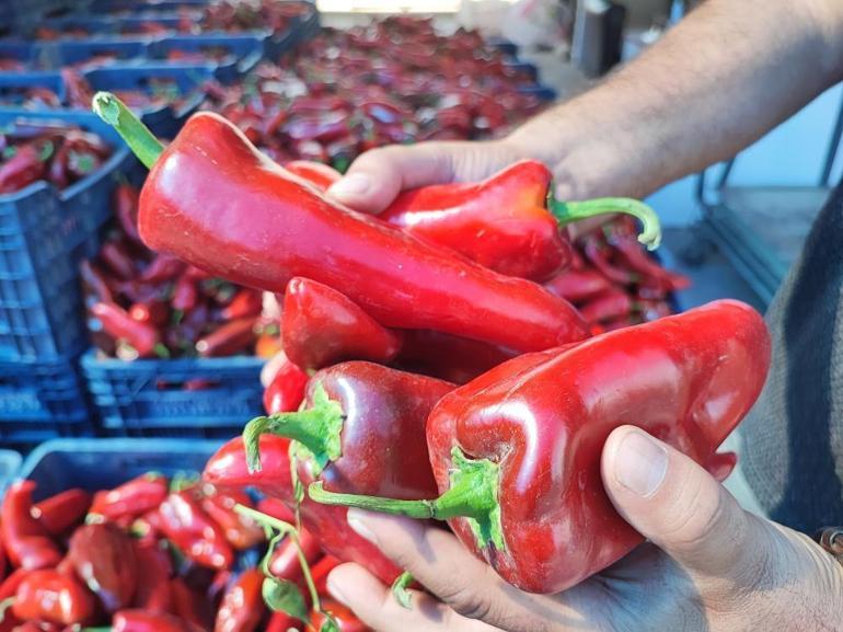 Adanada salça sezonu başladı, ev yapımı lezzeti arayan pazara akın etti