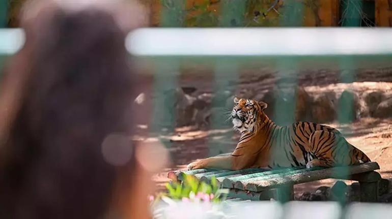 Gaziantep hayvanat bahçesi giriş ücreti, yol tarifi ve açılış - kapanış saati