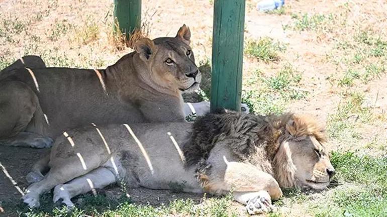 Gaziantep hayvanat bahçesi giriş ücreti, yol tarifi ve açılış - kapanış saati