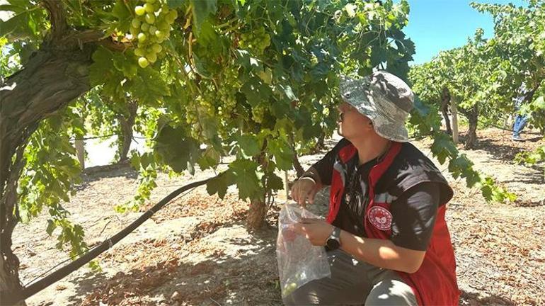 Manisa resmen döviz basacak Stratejik ürün Superior Seedless için tarih belli oldu