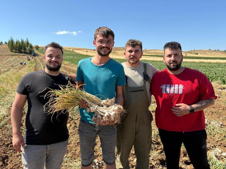 Kavurucu sıcakların altında hasat başladı Bu lezzet 90 liraya satın alınabiliyor