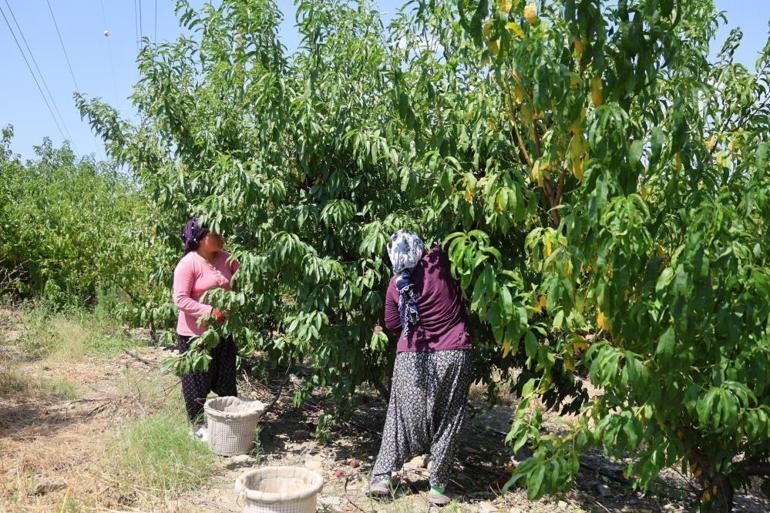 Çukurovada Şeftali hasadı başladı Don ve kar vurdu, fiyatlar 50 TLye dayandı Yüzde 90 verim kaybı çiftçiyi kara kara düşündürüyor