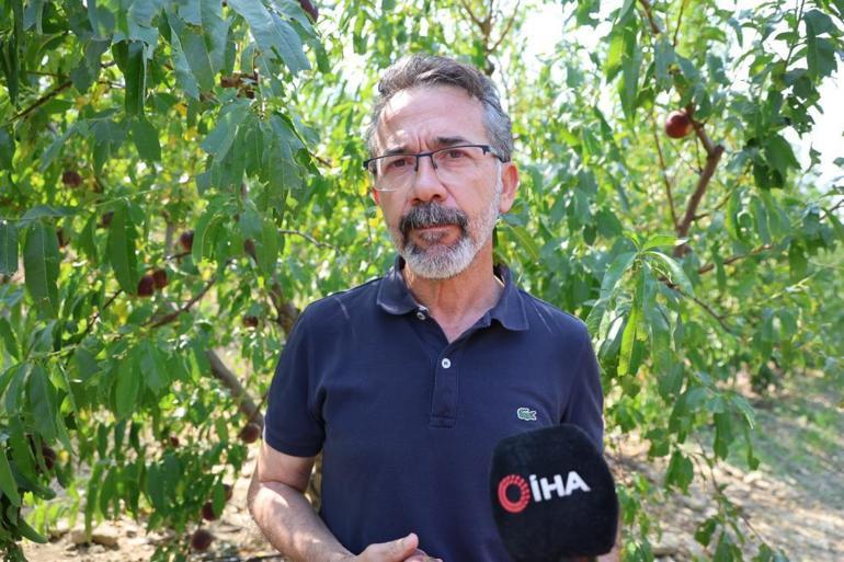 Çukurovada Şeftali hasadı başladı Don ve kar vurdu, fiyatlar 50 TLye dayandı Yüzde 90 verim kaybı çiftçiyi kara kara düşündürüyor