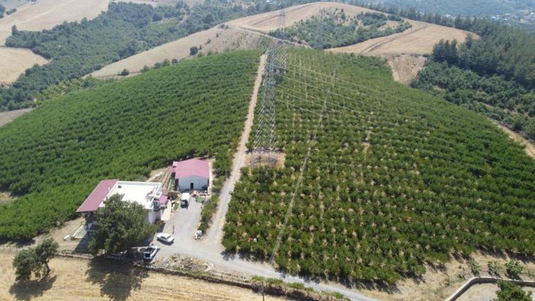 Çukurovada Şeftali hasadı başladı Don ve kar vurdu, fiyatlar 50 TLye dayandı Yüzde 90 verim kaybı çiftçiyi kara kara düşündürüyor