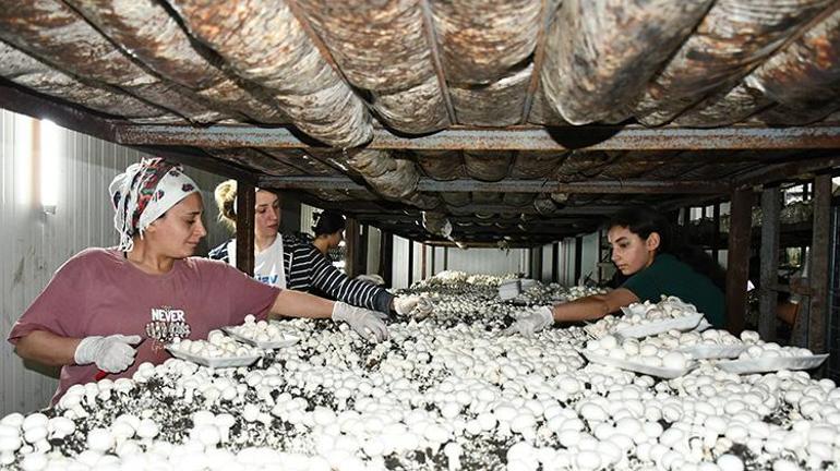 Batmanlı girişimci köyünde kurduğu tesisle işsizliği bitirdi İstanbulda işçiydi memleketinde patron oldu