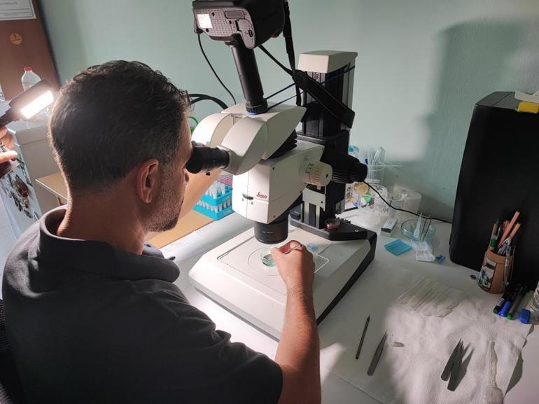 Denizler alarm veriyor: Akdenizde balık türleri tehlike altında Berlam gitti, zehirli balon balığı geldi