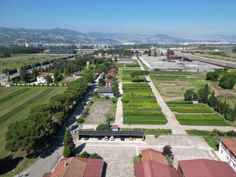 Karadenizin en büyük fidanlığı Yangın bölgelerine on binlerce fidan göndermeye hazır