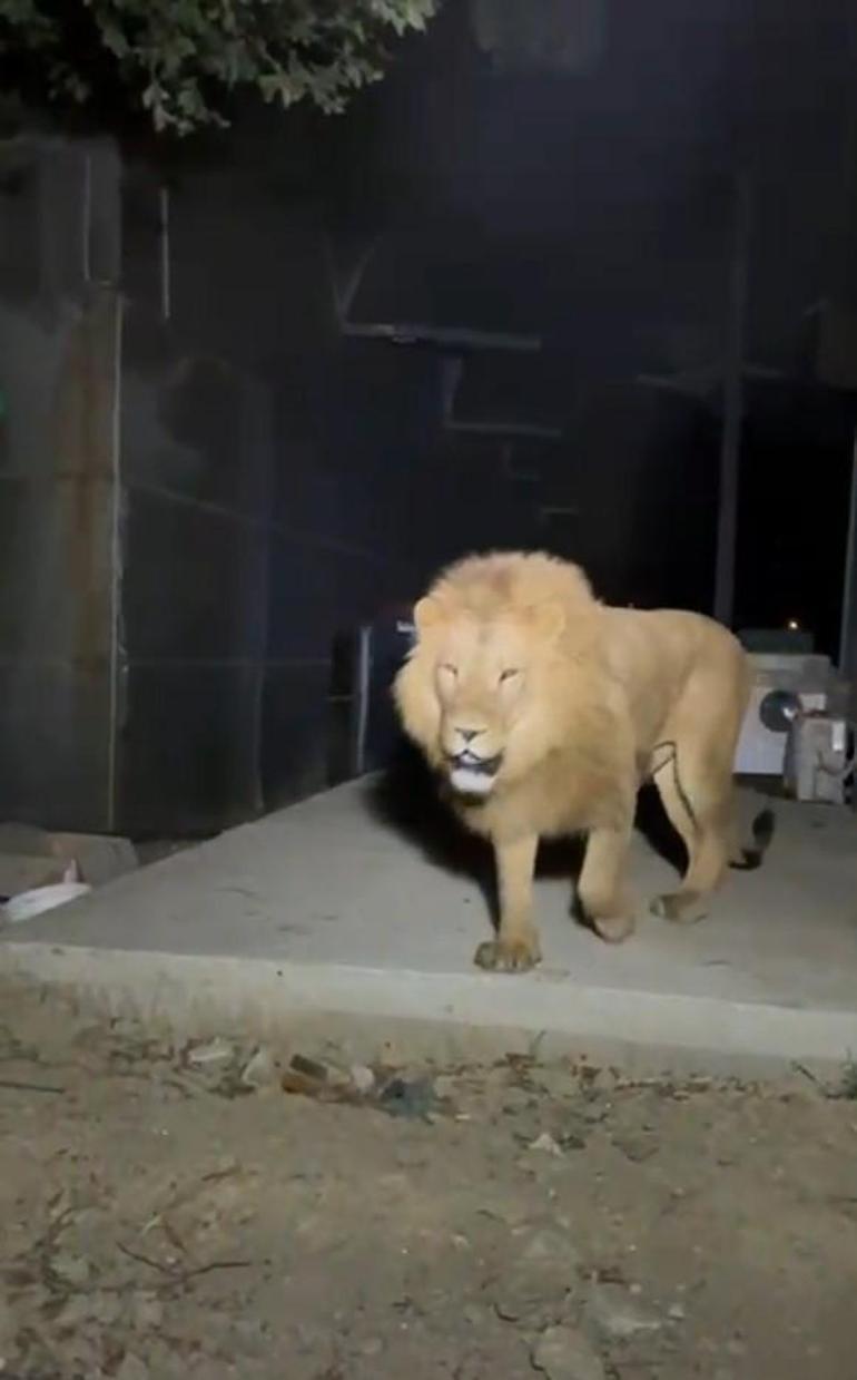 Antalyada aslan döven adam taburcu oldu olay açıklamasını yaptı; Sivrisinekler ısırmasın diye üstümü örttüm, aslan ısırdı