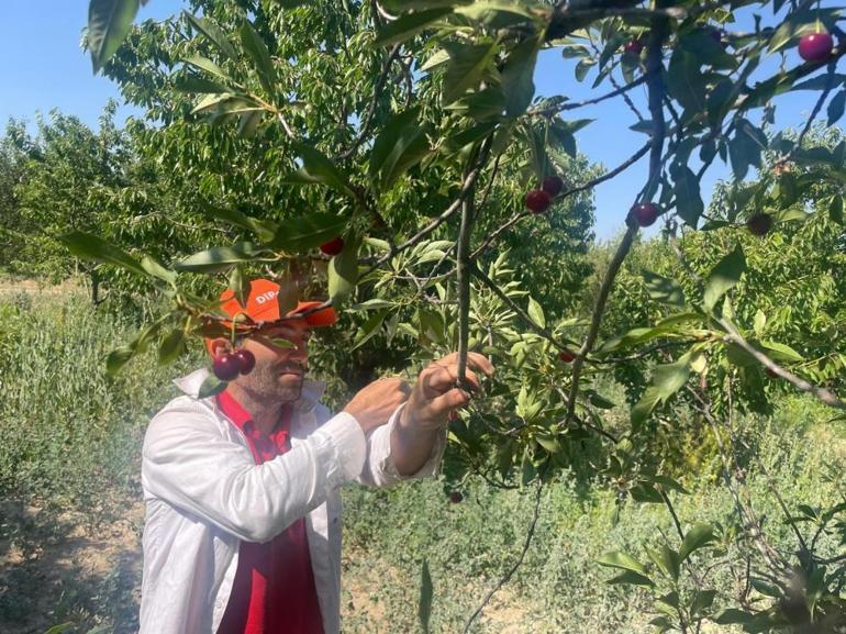 Türkiyenin en kalitelisi burada yetişiyor Hasatta hüsran, bu yıl sezon başlamadan bitti