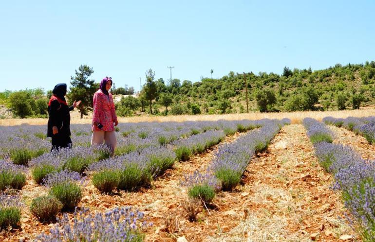 Emekli olup döndüğü köyünde önce lavanta ekti Şimdi ise daha değerli bir ürün yetiştirecek