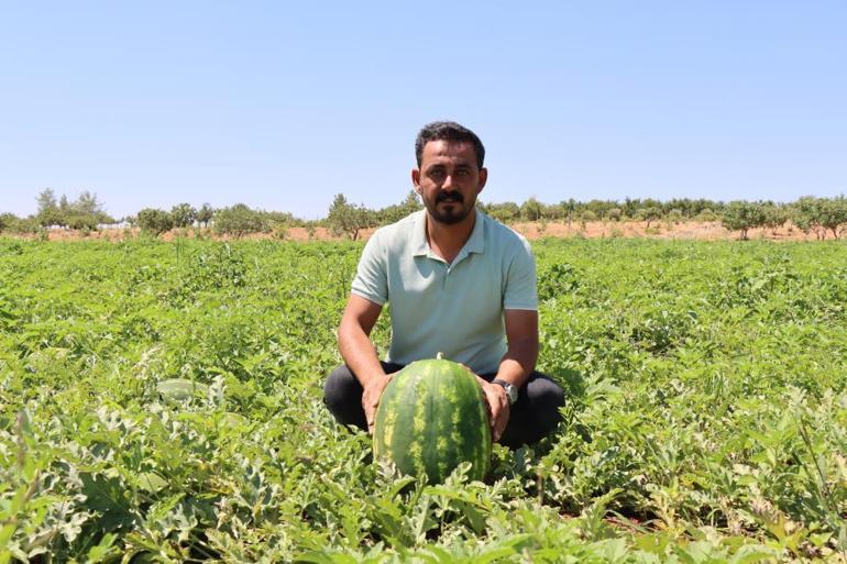 Türkiyenin en lezzetli karpuzları burada yetişiyor Tadına bakan bir daha vazgeçemiyor