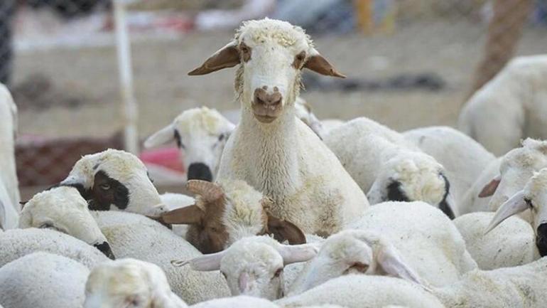 Konyada satışa çıktı: 24 milyon TLye koyun sürüsü Hayvan sayısı şaşırttı