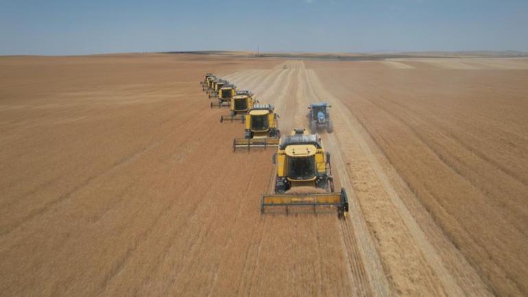 Türkiyenin tahıl ambarında hasat sürüyor Üretimde büyük artış var, ekmek, un fiyatlarına bile etki ediyor