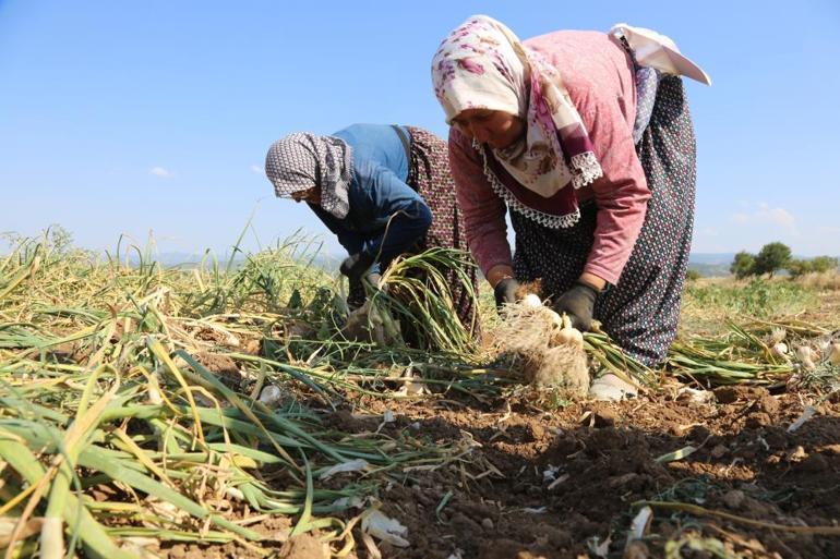 Kavurucu sıcakta zorlu mesai 200 liraya tüm dünyanın damağına lezzet katıyorlar