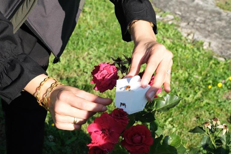 Çorumda yaprak bitiyle mücadele için 500 uğur böceği doğaya salındı