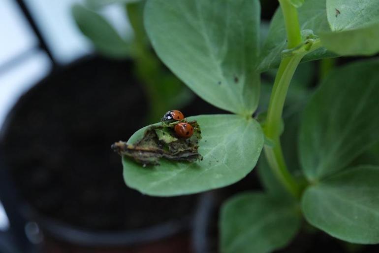 Çorumda yaprak bitiyle mücadele için 500 uğur böceği doğaya salındı