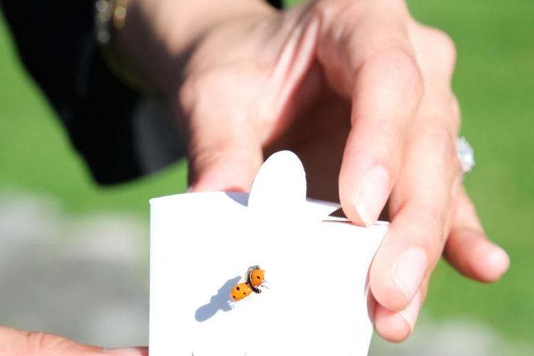 Çorumda yaprak bitiyle mücadele için 500 uğur böceği doğaya salındı