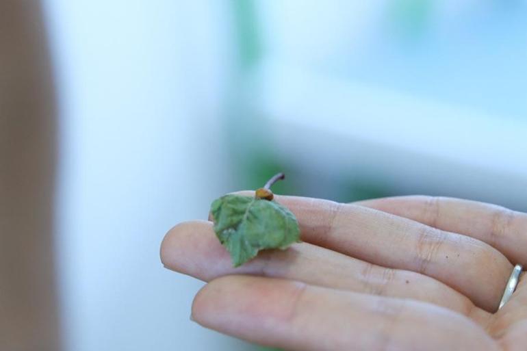 Çorumda yaprak bitiyle mücadele için 500 uğur böceği doğaya salındı