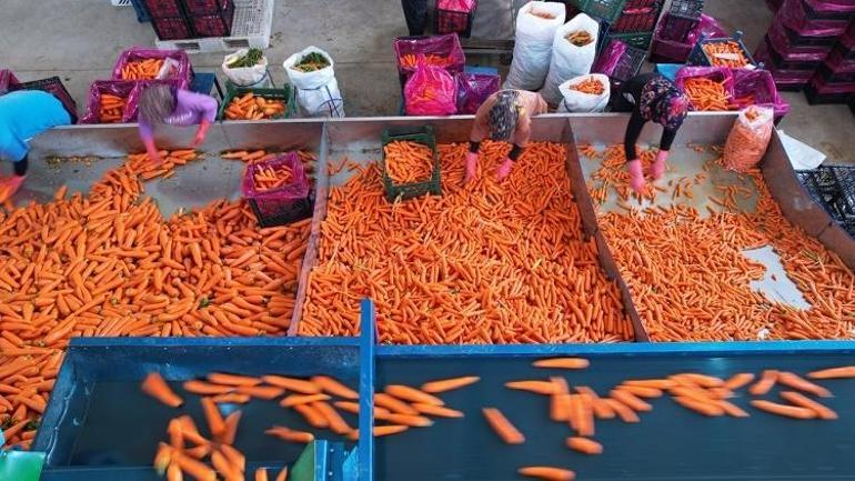 Türkiyenin ihtiyacının yüzde 65ini Konya karşılıyor: Söküm, yıkama ve seçmesi başladı