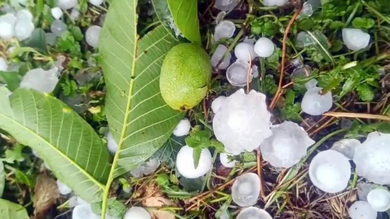 Mersinde şiddetli dolu yağışı etkili oldu Ekili alanlara zarar verdi
