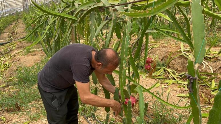 Türkiyede yetişmiyordu, şimdi yurt dışına ihraç ediliyor 150 lira kilogram fiyatı
