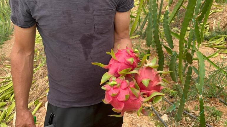 Türkiyede yetişmiyordu, şimdi yurt dışına ihraç ediliyor 150 lira kilogram fiyatı