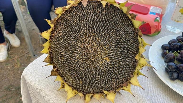 Bölgenin ürünü değil ama verimli Çukurovanın kalbinde yetişiyor Yemeklerin olmazsa olmazında hasat zamanı