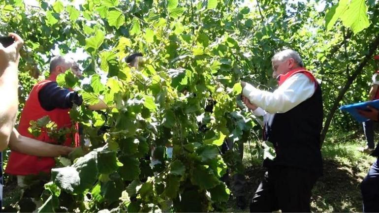 Zirai don bu ilimize yaradı Fındık üretiminde ilk kez lider olacak