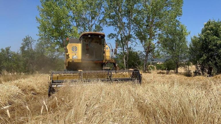 Hitit buğdayı olarak biliniyor 12 bin yıllık geçmişi var bugüne kadar genetiği bozulmadı