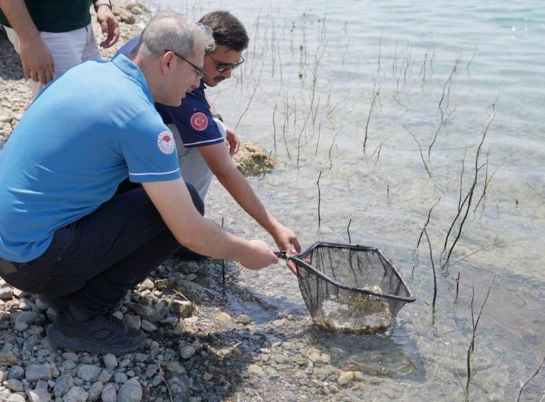 Adanadan 12 ile can suyu: 10.5 milyon sazan yavrusu göletlere bırakıldı