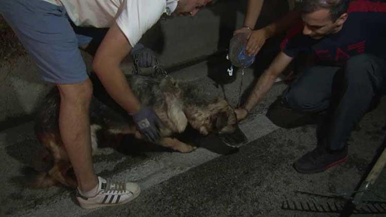 Bursada yangın felaketi Vatandaşlar çiftlikteki hayvanları böyle kurtardı