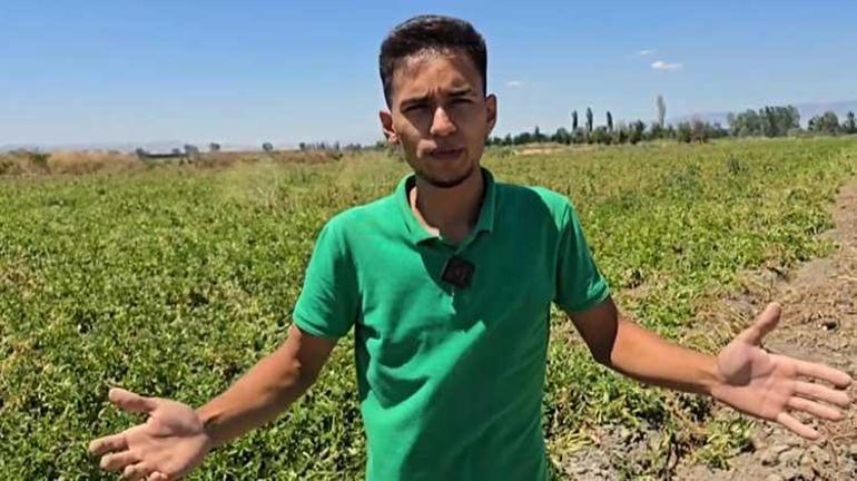İlk hasatta resmen bereket yağdı Amasyada tam 8 ton ürün ücretsiz dağıtıldı